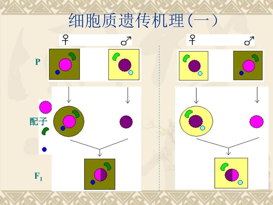 《新遗传现象发现》PPT课件_第5页