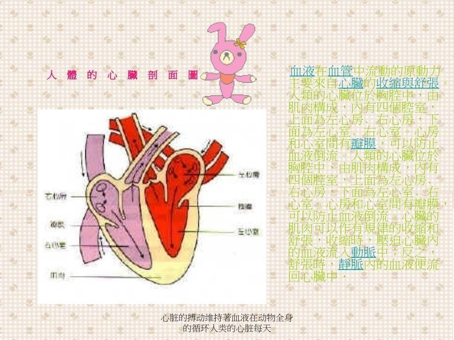 心脏的搏动维持著血液在动物全身的循环人类的心脏每天课件_第5页