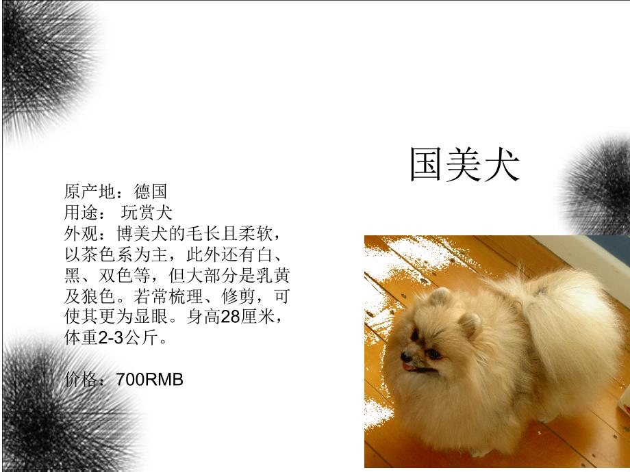 人类最忠诚的朋友狗.ppt_第4页