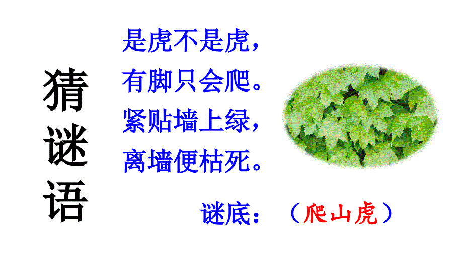 部编版四上《爬山虎的脚》优秀课件_第1页