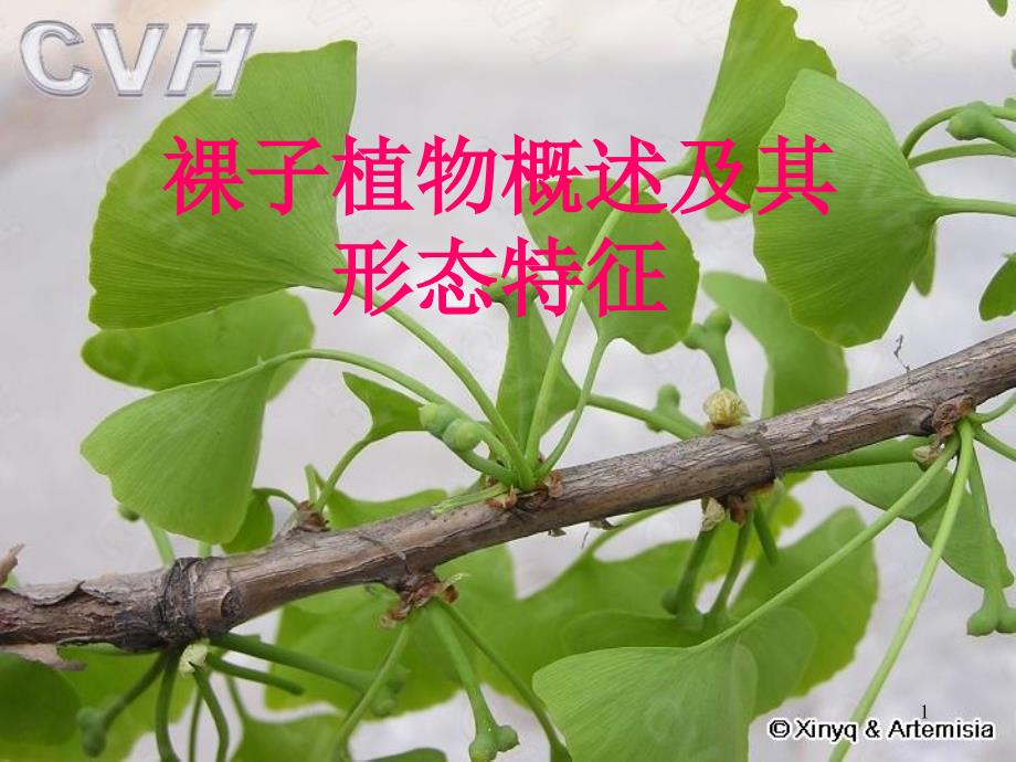 药用植物学广州中医药大学药用植物学课件裸子植物概述及其形态特征_第1页