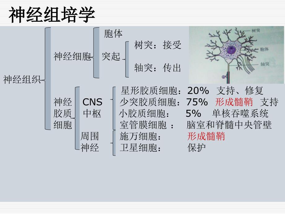 脱髓鞘假瘤MRI诊断_第3页