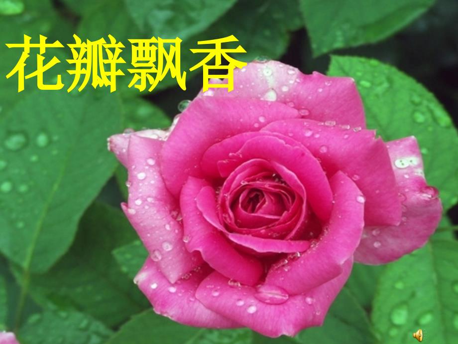 花瓣飘香2_第1页