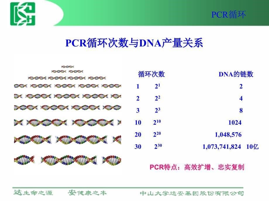 荧光定量PCR技术在临床检测中的应用.ppt_第5页