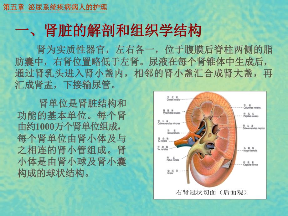 泌尿系统疾病病人的护理学习培训模板课件_第3页