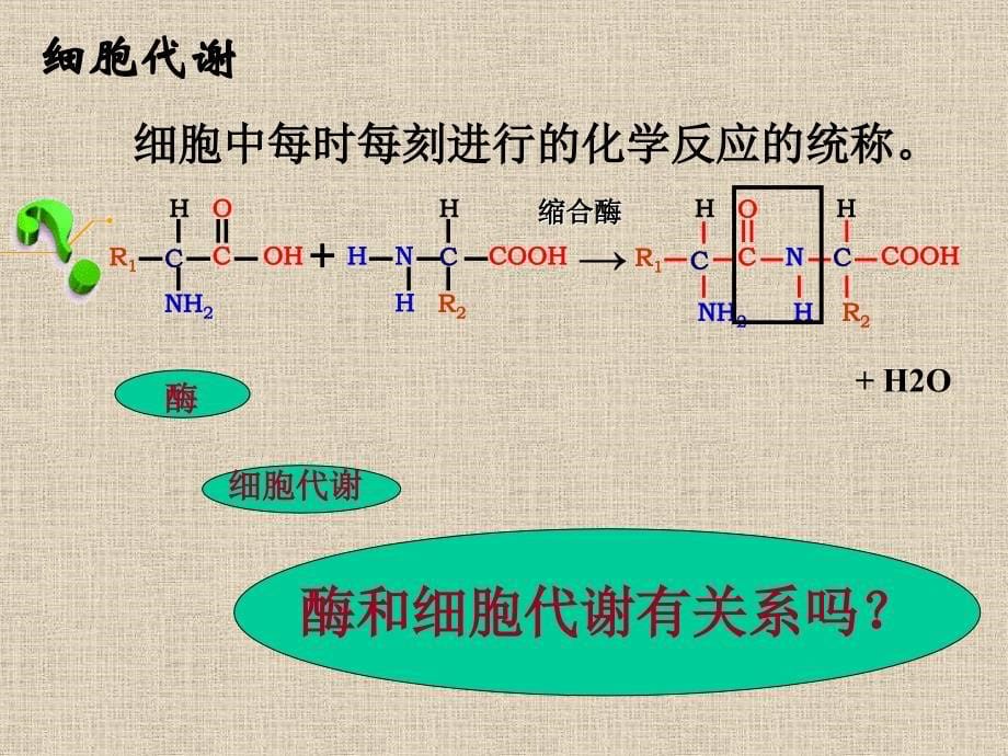 酶的作用与本质_第5页