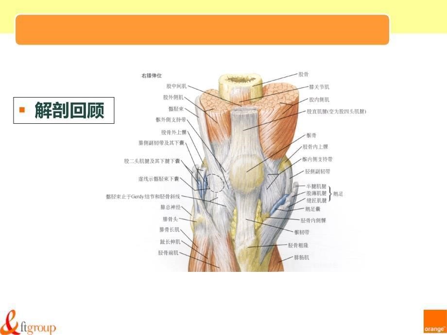 膝关节腔穿刺术_第5页