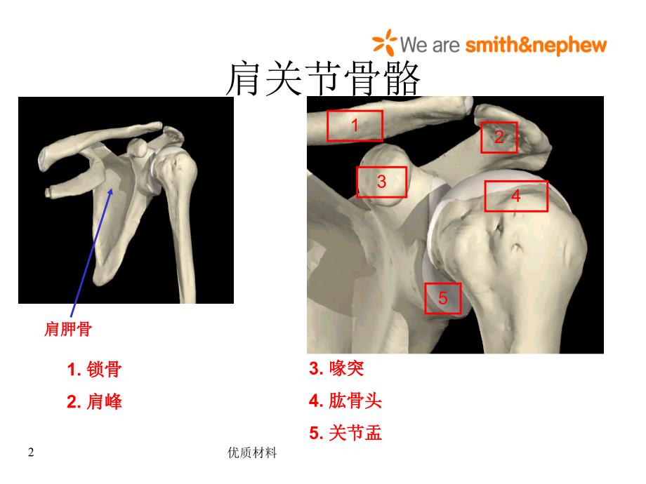 肩关节解剖入路及打结优质借鉴_第2页