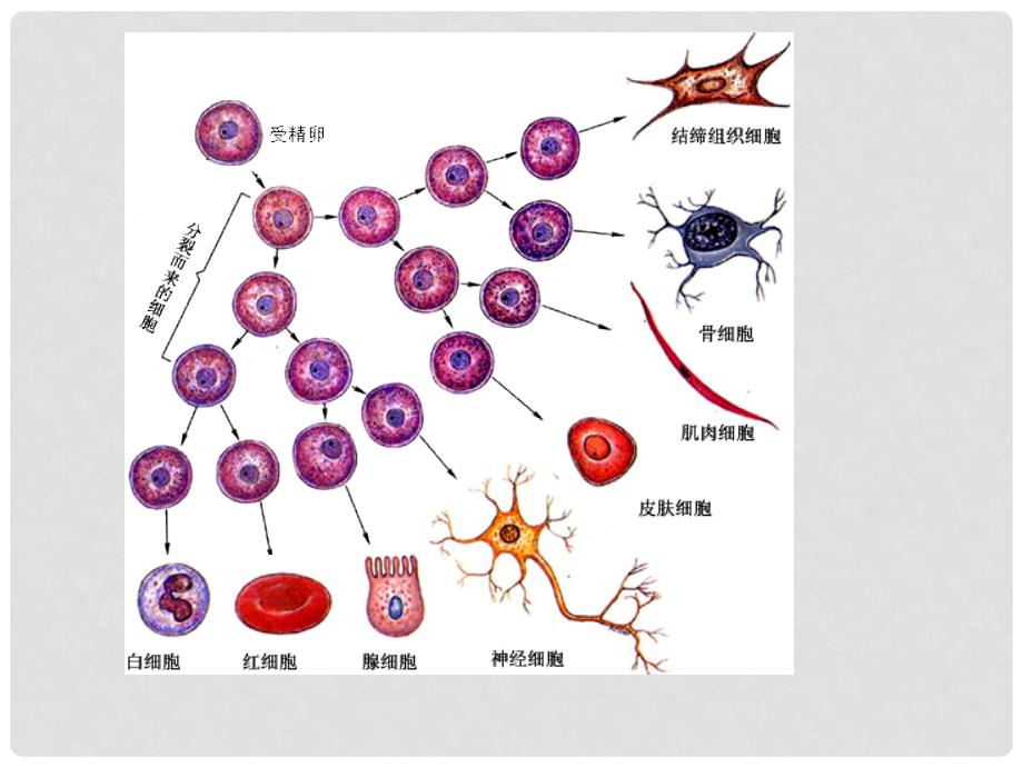 七年级生物上册 细胞分化形成组织课件 北师大版_第4页