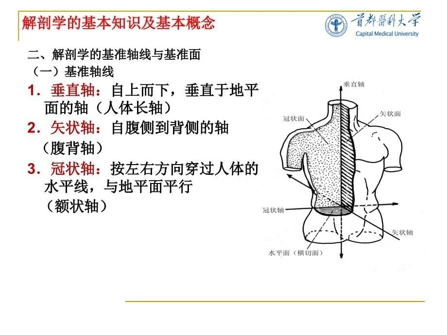 《医学影像技术学》教学课件：第一节：解剖学的基本知识及基本概念_第5页