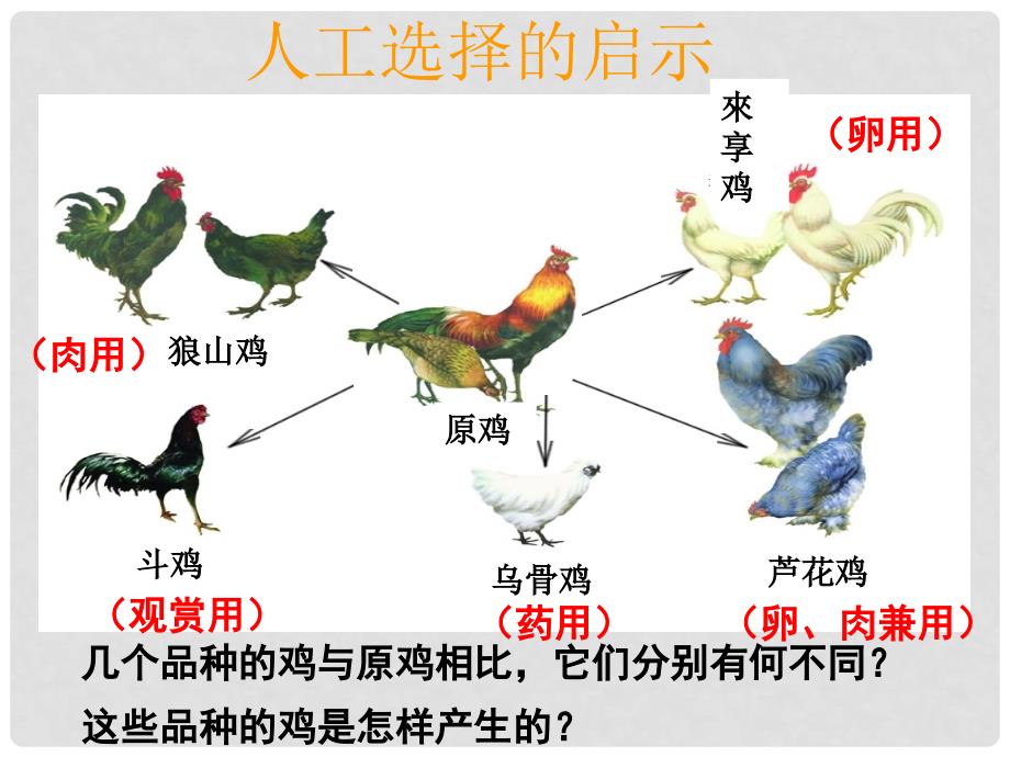 八年级生物上册 第十二章 第二节 生物的进化 原鸡和几个品种的鸡课件 （新版）北京版_第1页