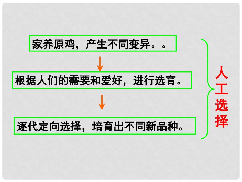 八年级生物上册 第十二章 第二节 生物的进化 原鸡和几个品种的鸡课件 （新版）北京版_第2页