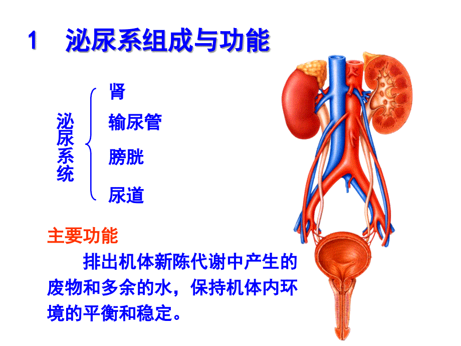 泌尿系解剖ppt_第3页