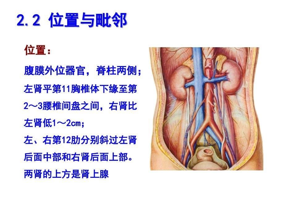 泌尿系解剖ppt_第5页