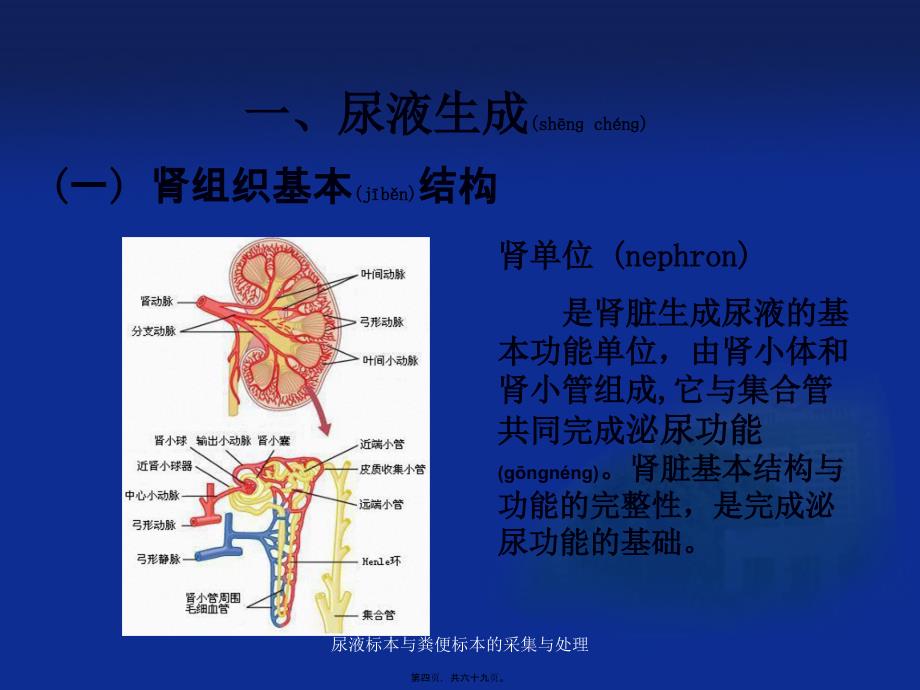 尿液标本与粪便标本的采集与处理课件_第4页