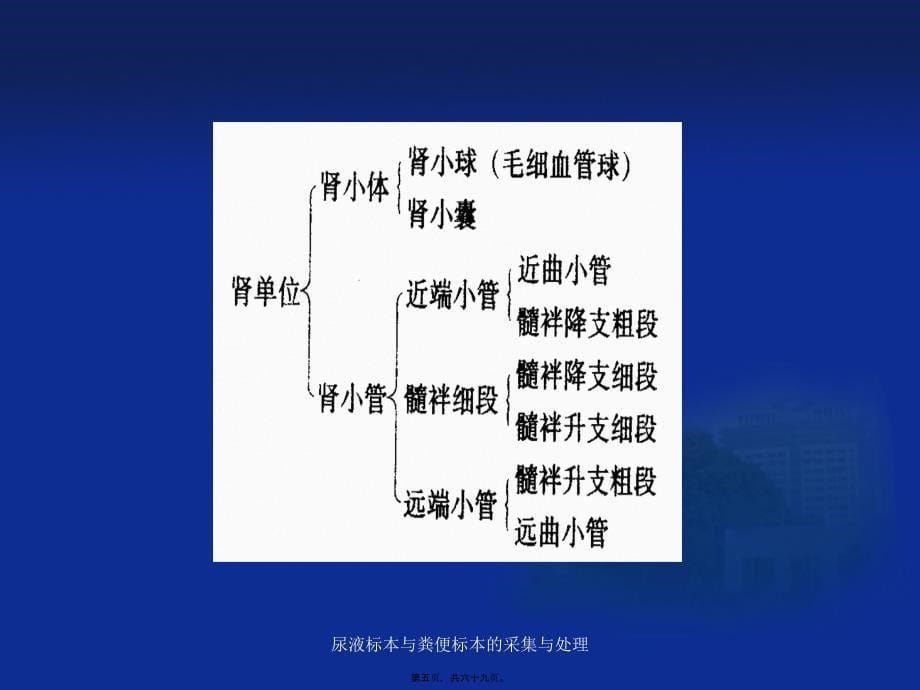 尿液标本与粪便标本的采集与处理课件_第5页