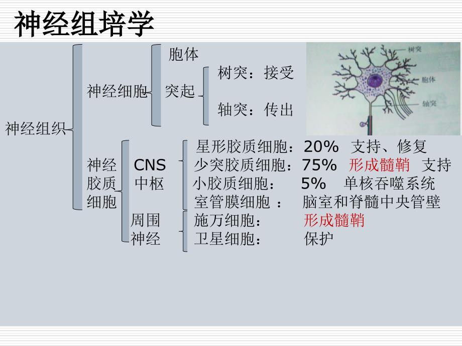 脱髓鞘假瘤mri诊断ppt课件_第3页