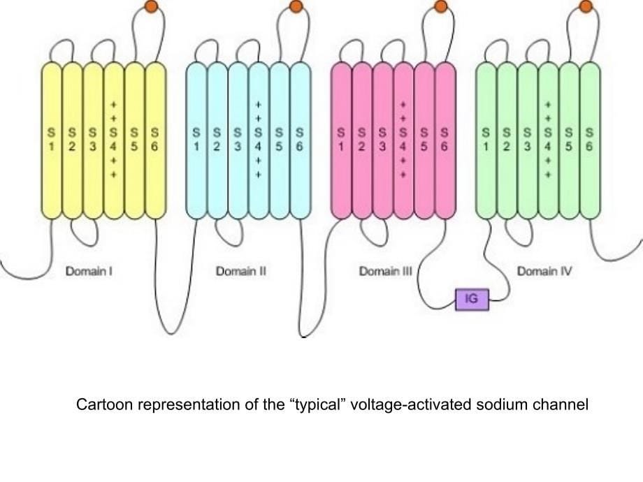 SodiumIonChannel：钠离子通道.ppt_第5页