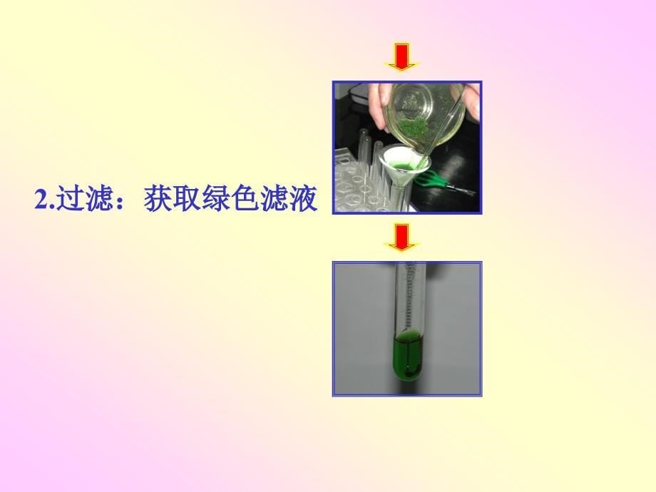 人教版教学课件山东省冠县一中高一生物捕获光能的色素和结构课件_第5页