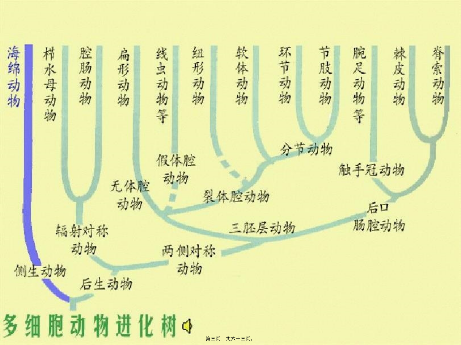 2022医学课件多细胞动物的胚胎发育_第3页