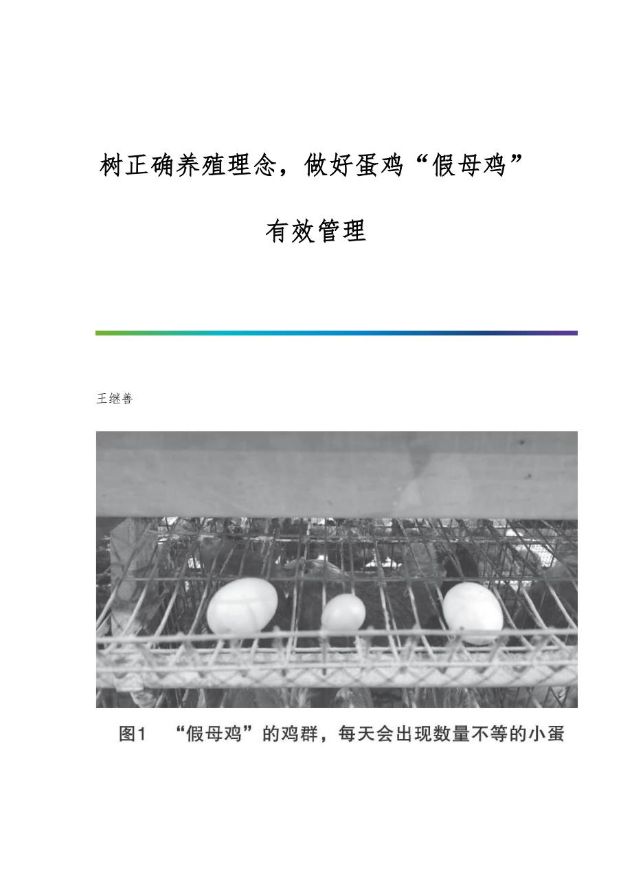 树正确养殖理念做好蛋鸡假母鸡有效管理_第1页