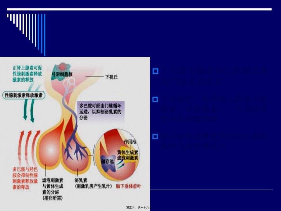 2022医学课件女性生殖内分泌基础_第5页