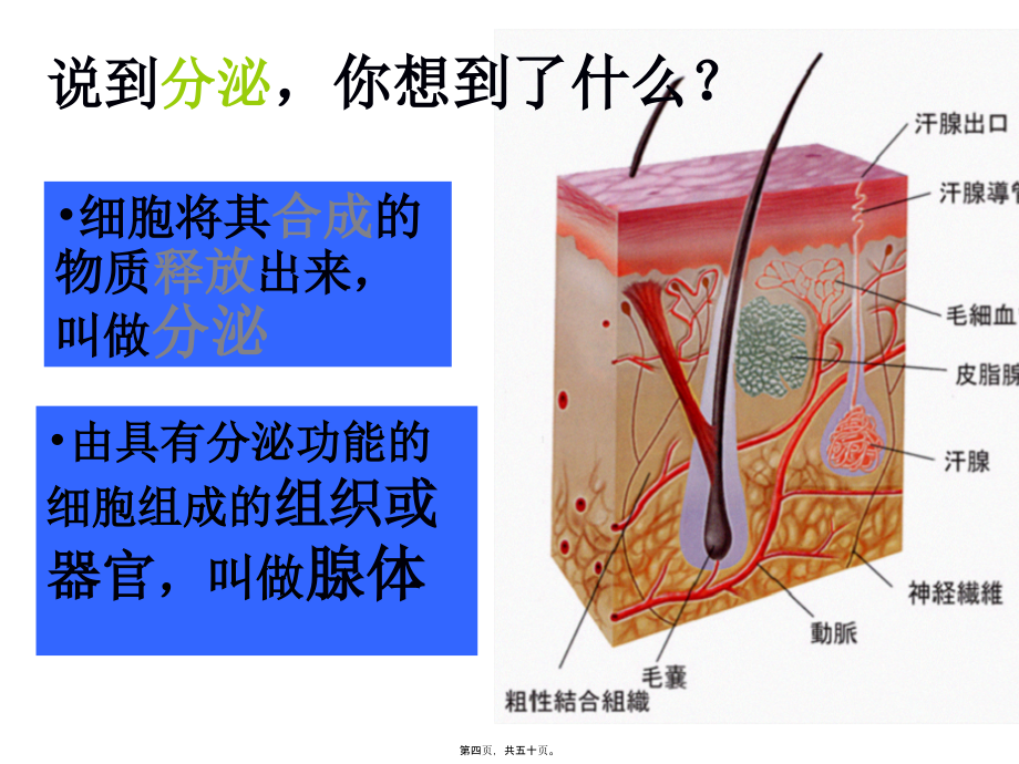 2022医学课件人体的激素调节_第4页