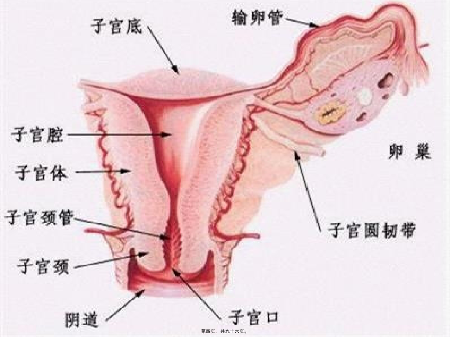 2022医学课件女性健康知识讲座_第4页