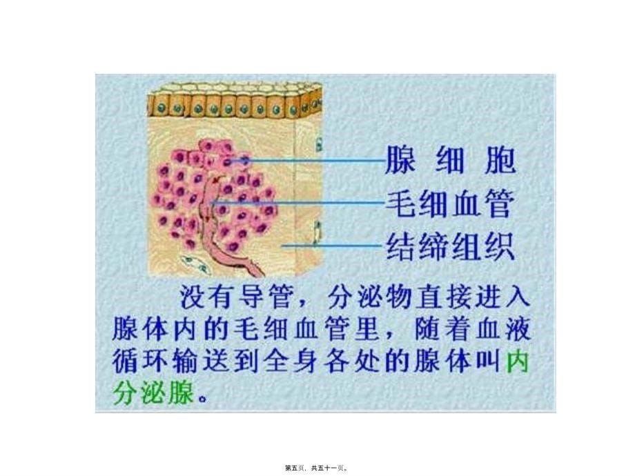 2022医学课件人体的激素调节(浙教版)_第5页