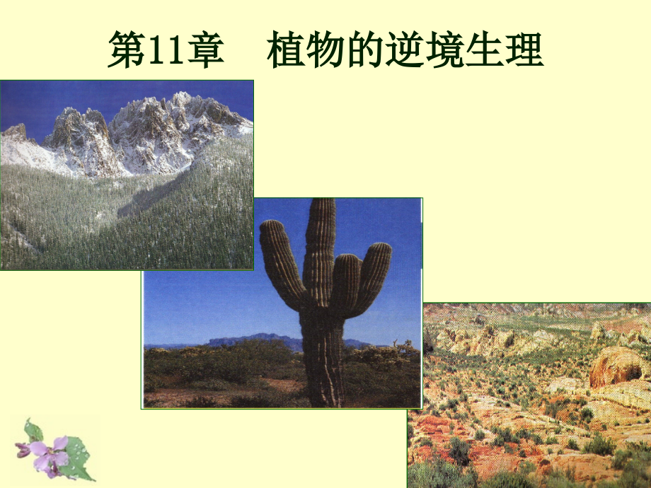 植物生理学第十一章植物逆境生理课件_第1页
