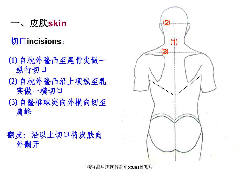 项背部肩胛区解剖4ipxueshi优秀课件_第2页