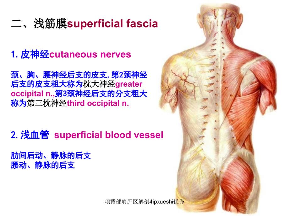 项背部肩胛区解剖4ipxueshi优秀课件_第3页