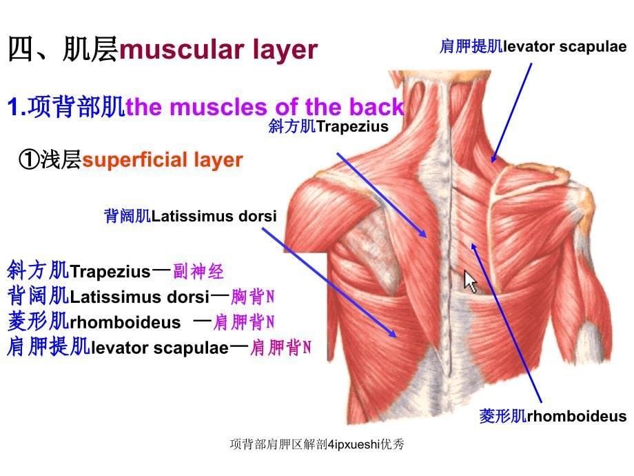 项背部肩胛区解剖4ipxueshi优秀课件_第5页