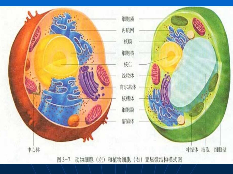 细胞生物学实验：石蜡切片理论_第3页