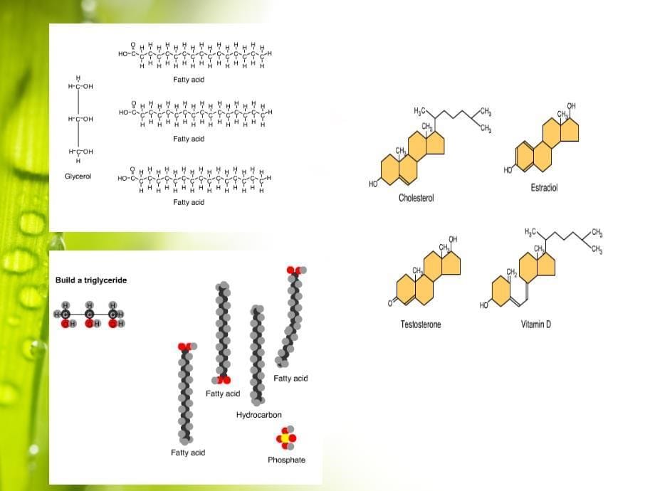 细胞生物学实验：石蜡切片理论_第5页