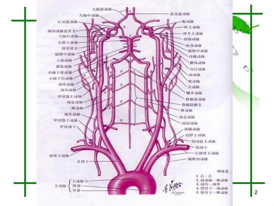 头颈部血管的CTAMRA诊断ppt课件_第2页