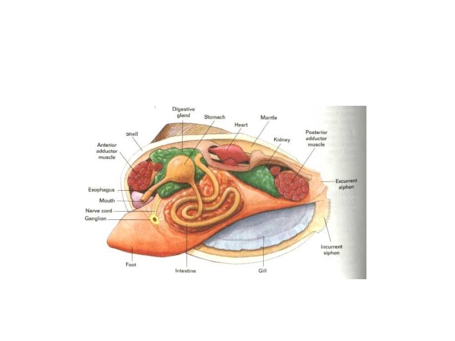 第三章贝类的内部构造_第3页