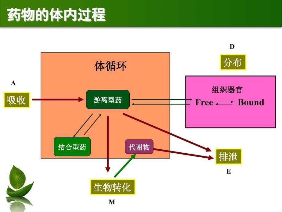 药物代谢动力学PPT课件_第5页