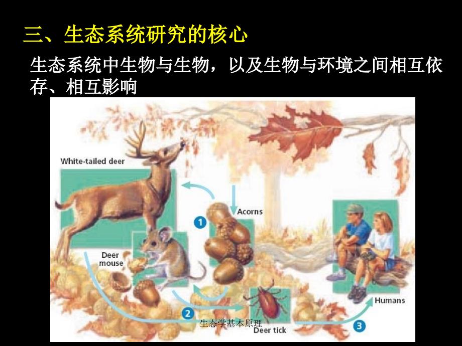 生态学基本原理课件_第4页