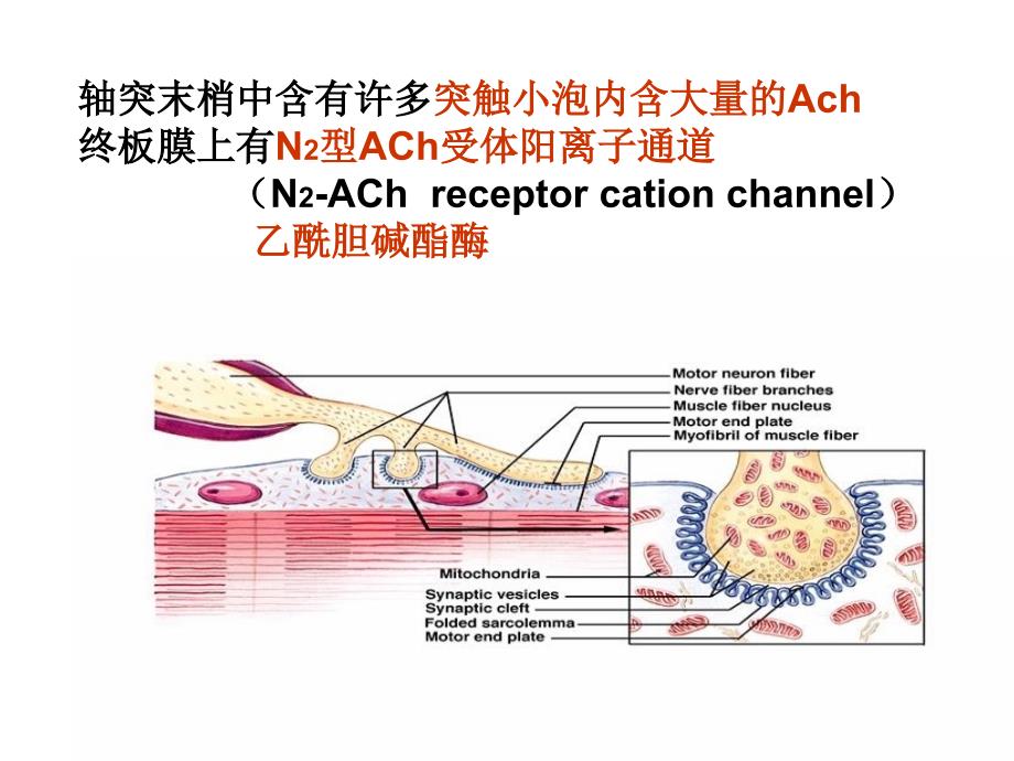 《肌细胞的收缩》PPT课件_第4页