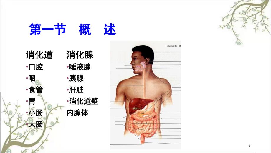 消化和吸收学时课件_第4页