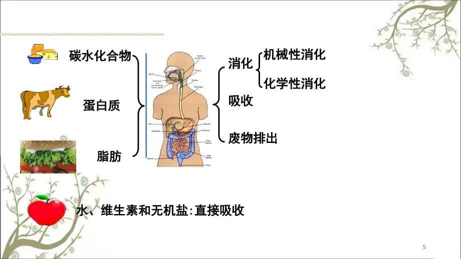 消化和吸收学时课件_第5页