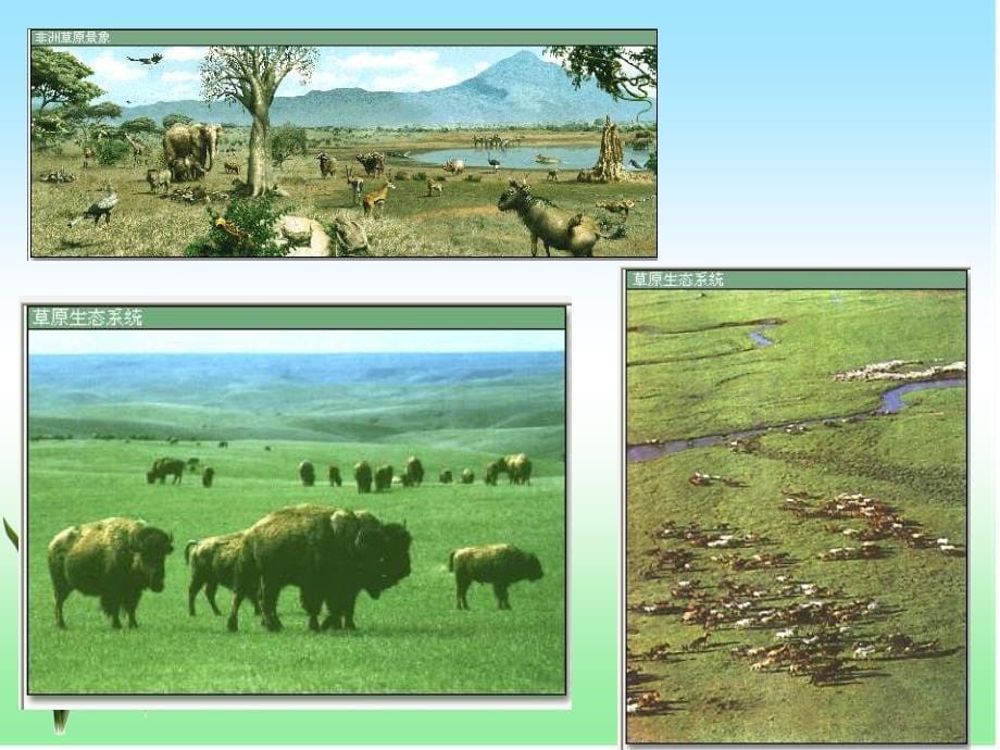 自然地理学第七章生物群落与生态系统7.3_第5页