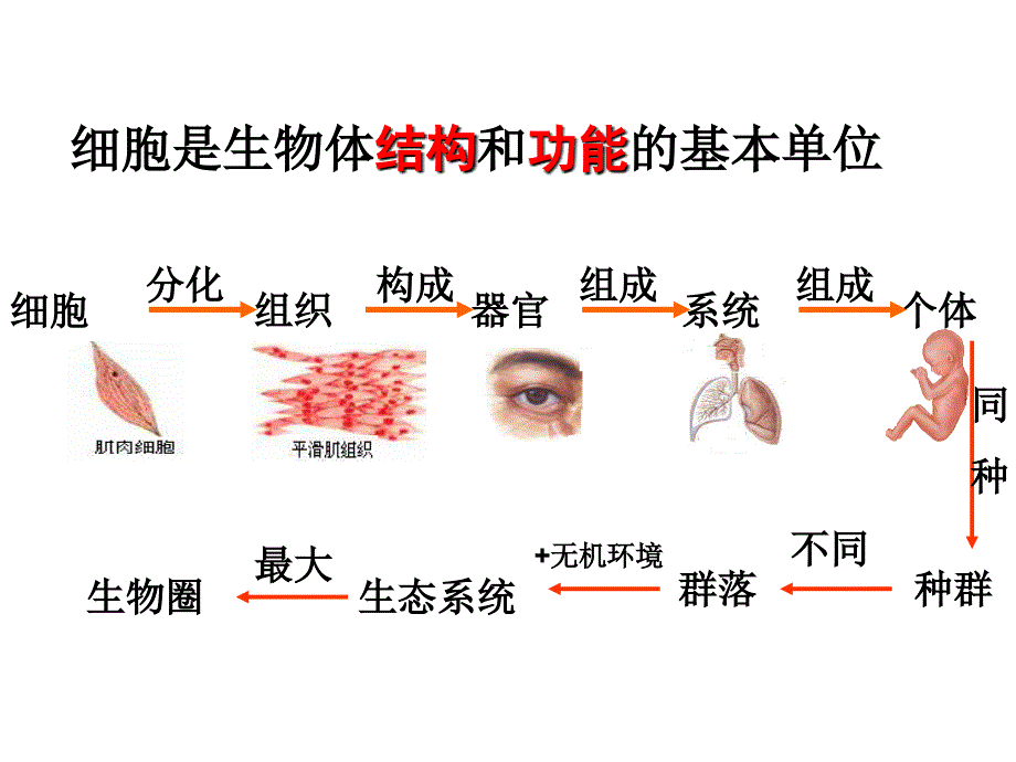 2012高考一轮复习走近细胞.ppt_第2页