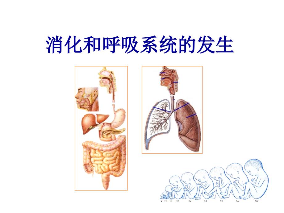 组织学各论消化和呼吸系统发生课件_第2页