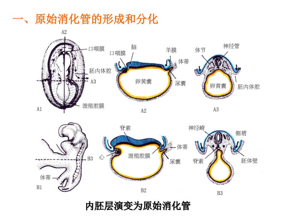 组织学各论消化和呼吸系统发生课件_第3页