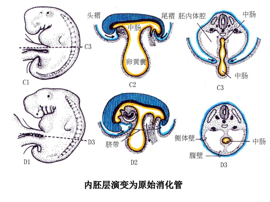 组织学各论消化和呼吸系统发生课件_第4页