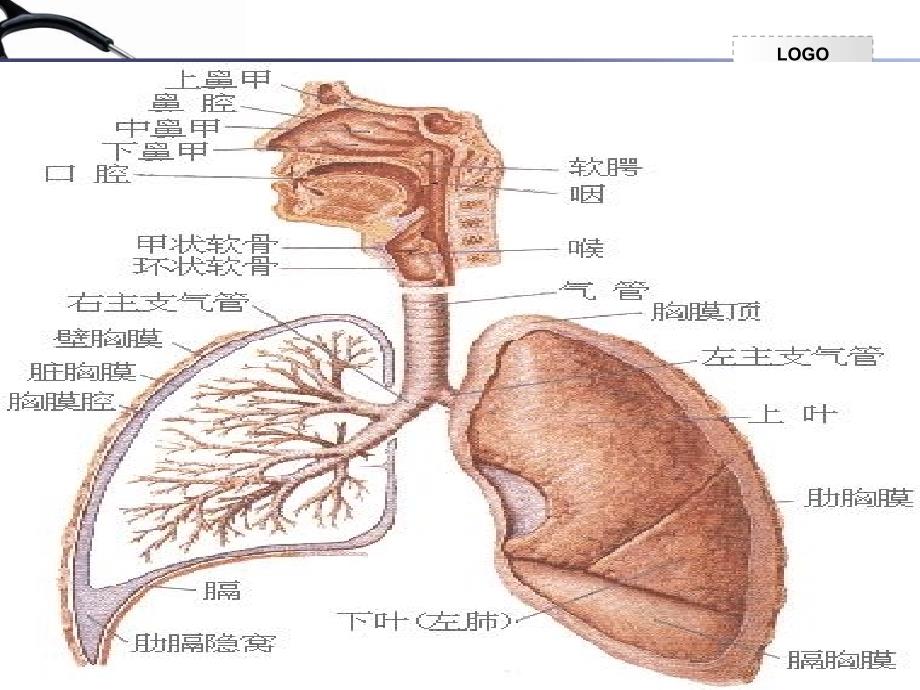 咯血的急救与护理_第4页