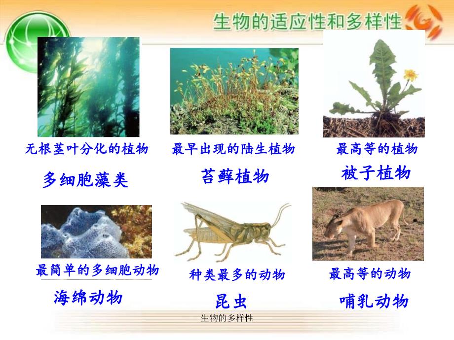 生物的多样性课件_第4页