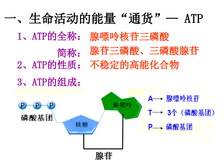 生物4.1ATP和酶课件苏教版必修1_第2页